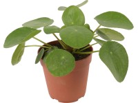 Pilea peperomioides priemer kvetináča cca 12 cm Pilea peperomioides