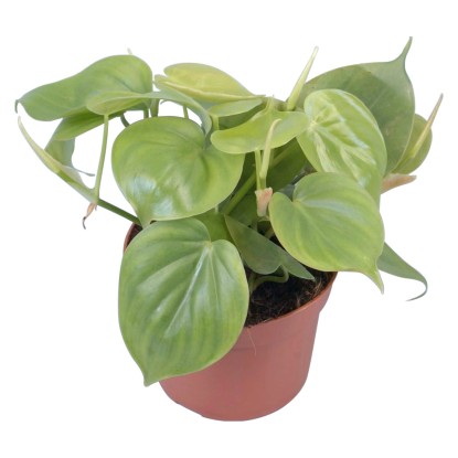 GROW by OBI Filodendron (Philodendron scandens), pr. kvetináča cca 12 cm