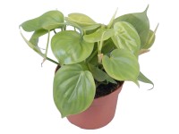 GROW by OBI Filodendron (Philodendron scandens), pr. kvetináča cca 12 cm