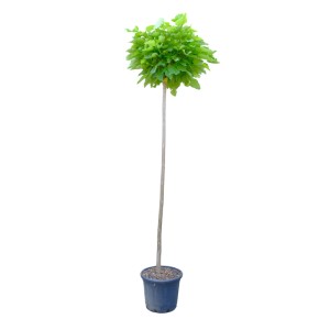 Katalpa 'Nana' ako stromček v kvetináči, vysoký cca 220 cm.