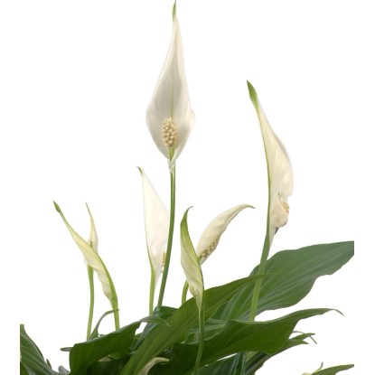 GROW by OBI Lopatkovec "Pearl Cupido" (Spathiphyllum), výška cca 30 cm, pr. 9 cm