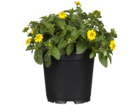 Mexická popínavá cínia žltá priemer kvetináča: cca 12 cm Sanvitalia