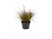 Q-Flower Dochan siaty (Pennisetum advena) 