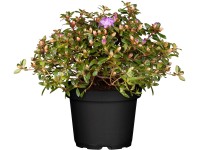OBI Rododendron neprístupný modrofialový výška cca 5 - 10 cm kvetináč cca 2 l