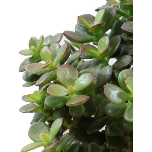 Tučnolist vajcovitý Minor (Crassula ovata) v kvetináči, zelené listy s červeným okrajom. Sukulentná izbová rastlina.