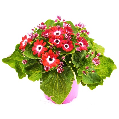 Landgard Straček krvavý (Senecio cruentus) "Senetti" cca pr. 13 cm