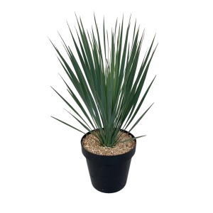 Modrolistá juka (Yucca rostrata) v kvetináči, dekoratívna hrnková rastlina pre vnútorné použitie.