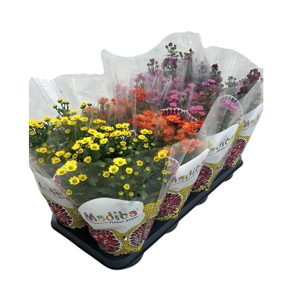 Chryzantéma pravá (Chrysanthemum indicum) "Madiba", rôzne farby, 15cm, pr. 14cm