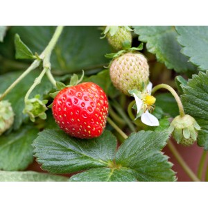 Záhradná jahoda (Fragaria) v kvetináči so zrelým, červeným plodom a zelenými listami.