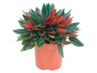 Peperómia Rosso s priemerom kvetináča cca 10,5 cm