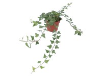 GROW by OBI Brečtan popínavý zelený priemer kvetináča cca 13 cm