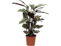 OBI Kalatea (Calathea stromanthe sanguinea) "Triostar" vka 70-85 cm, pr.  19 cn