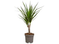 Royal Lemkes Dračinec vrúbený (Dracena marginata) cca výška 115 cm, pr. 24 cm