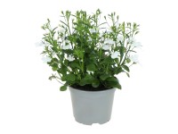 GROW by OBI Lobelka modrá (Lobelia erinus) 