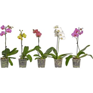 Rôznofarebné motýlie orchidey (Phalaenopsis) v kvetináčoch s priemerom 12 cm.