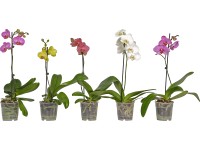 Orchidea morovec (Phalaenopsis) 1 výhonok, pr. cca 12 cm