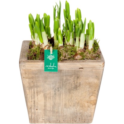 Jarný aranžmán s narcismi "Tete a Tete" v drevenej nádobe priemer cca 17 cm