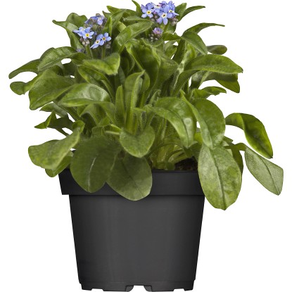 OBI Nezábudka rôzne farby priemer kvetináča cca 11 cm Myosotis
