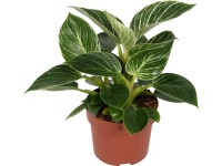 GROW by OBI Filodendron 