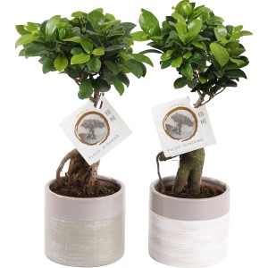 Ficus Ginseng izbový bonsaj v keramickom kvetináči, priemer kvetináča cca 14 cm.
