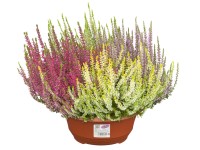 Landgard Vres obyčajný (Calluna vulgaris) 