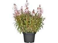 OBI Gaura lindheimerova priemer kvetináča cca 19 cm Gaura
