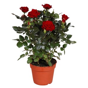 GROW by OBI ruža, červená kvitnúca rastlina v kvetináči (cca 13 cm).