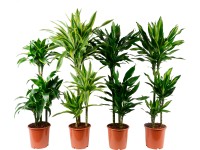 GROW by OBI Dracéna lemovaná (Dracaena) rôzna výška cca 115-120 cm, pr. cca 21cm