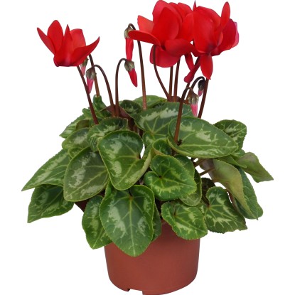 Fialka alpská "Midi" mix priemer kvetináča cca 10,5 cm