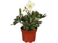 Landgard Čemerica čierna (Helleborus niger), pr. kv. 13 cm