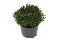 Piesočnica horská (Arenaria montana), biela, pr. kv. cca 11 cm