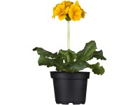 Prvosienka vyššia (Primula elatior) 