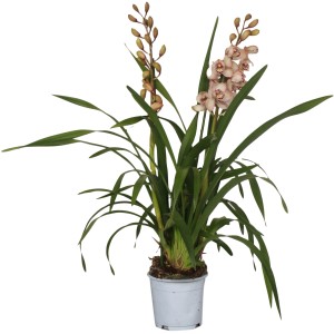 Orchidea Cymbidium so svetloružovými kvetmi v kvetináči, výška cca 50-75 cm.