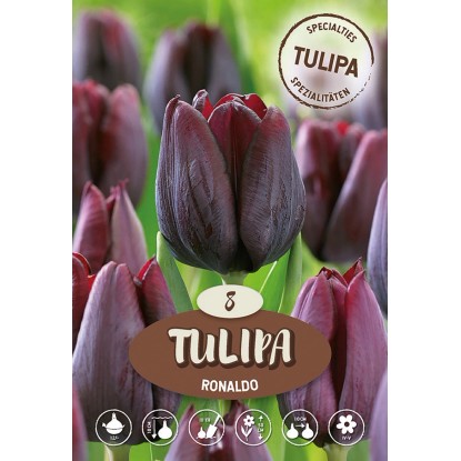 Tulipán Triumph "Ronaldo"