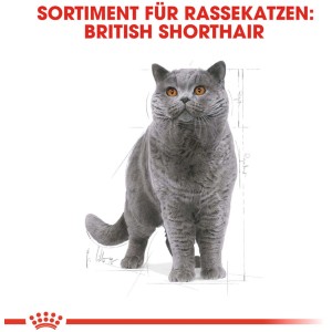 Britská krátkosrstá mačka pre suché krmivo pre mačky Royal Canin, kategória suchého krmiva pre mačky.