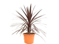 GROW by OBI Dračinka (Cordyline australis) 