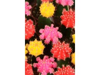 Kaktus Gymnocalycium rôzne druhy priemer kvetináča cca 5,5 cm Cactaceae