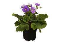 OBI Prvosienka fialová priemer kvetináča cca 9 cm x 9 cm