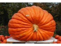 MONTANO Tekvica veľkoplodá (Cucurbita maxima) MONTANO Tekvica veľkoplodá (Cucurbita maxima)