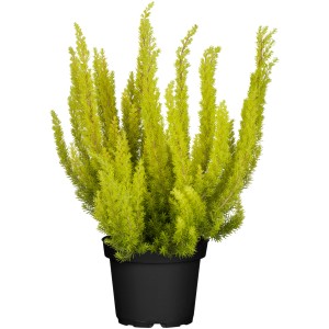 Vresovec stromovitý Erica arborea v kvetináči, cca 10-20 cm vysoký, zelená štrukturálna rastlina do nádob.