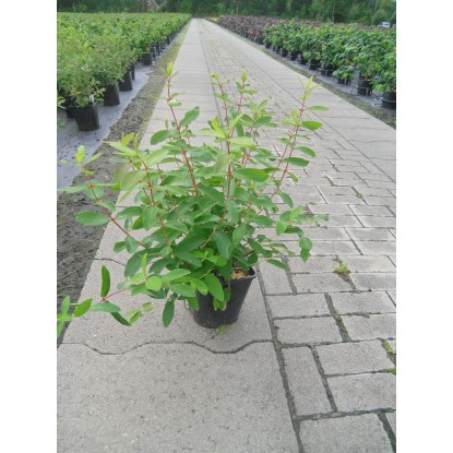 Zemolez kamčatský (lonicera kamtschatica) Balalajka