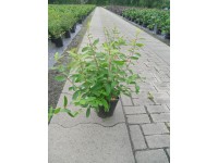 Zemolez kamčatský (lonicera kamtschatica) Balalajka