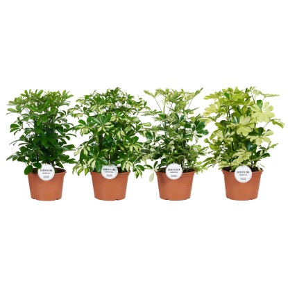 Šeflera dlanitolistá (Schefflera arboricola) rôzne odrody 50 cm, pr. 21 cm