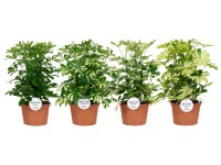 Šeflera dlanitolistá (Schefflera arboricola) rôzne odrody 50 cm, pr. 21 cm