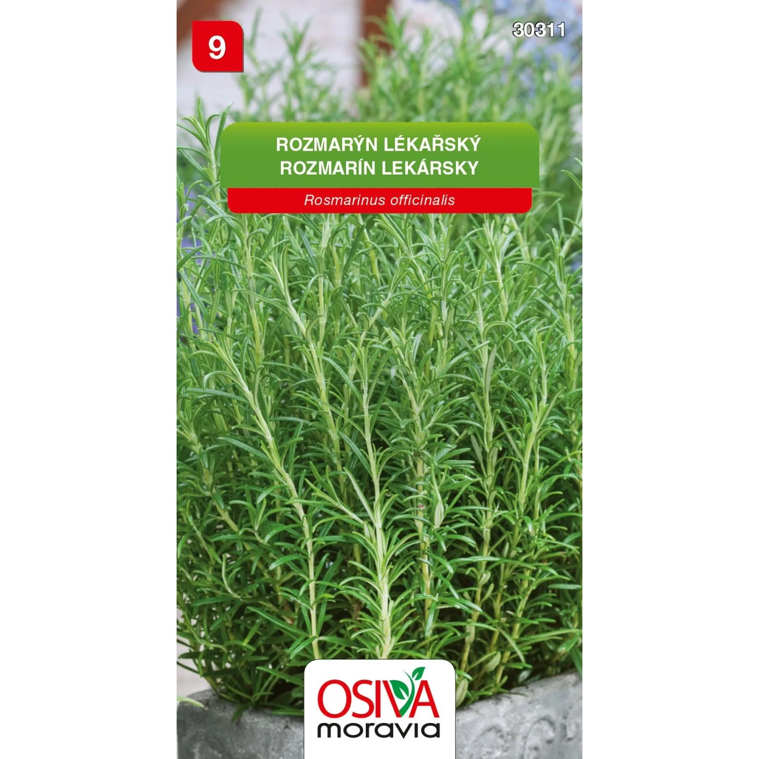 E-shop Osiva Moravia Semienka Rozmarín lekársky (Rosmarinus officinalis)