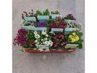 Letné trvalky rôzne druhy