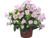 Zvonček Sweet Mee priemer kvetináča cca 11,5 cm ružový