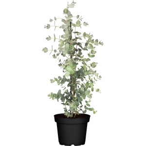 Eukalyptový ker v kvetináči, cca 17 cm priemer kvetináča, strieborno-modré olistenie.