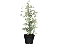 Eukalyptus guľatoplodý ker priemer kvetináča cca 17 cm Eucalyptus