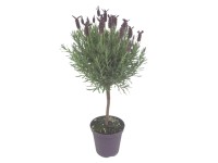 Landgard Levanduľa francúzska (Lavandula stoechas) fialová pr. 18 cm